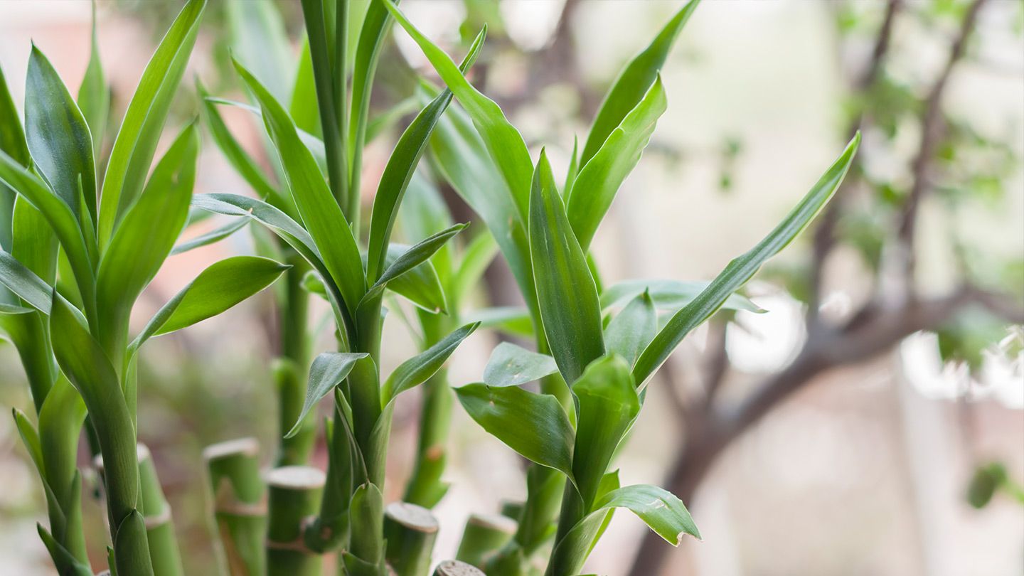 Lucky Bamboo Plant Care Tips - Indoor Lucky Bamboo Plant Guide