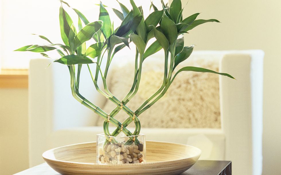 lucky bamboo plant in a home