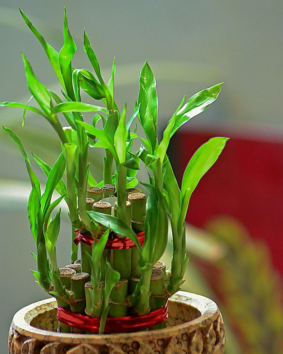plantas de interior que purifican el aire bambú de la suerte
