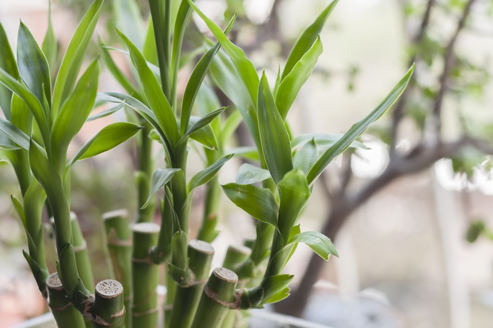 Lucky Bamboo dracaena sanderiana plant in een vaas thuis