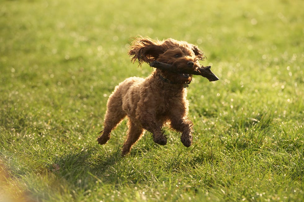 sophie raworth's dog running in a grassy area