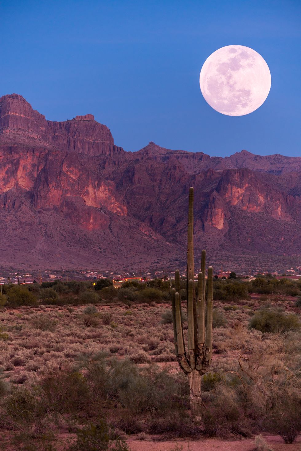Saguaro, Moon, Nature, Sky, Full moon, Natural environment, Light, Landscape, Celestial event, National park, 