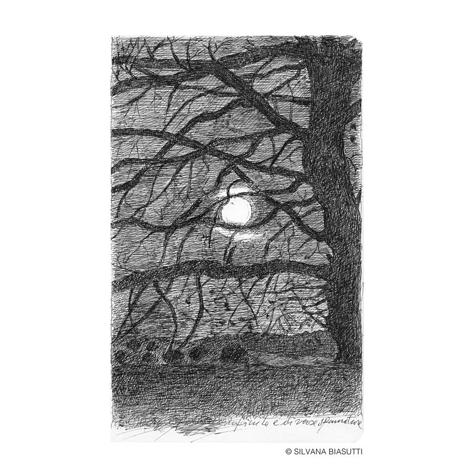 Tree, Branch, Drawing, Black-and-white, Plant, Twig, Illustration, Rectangle, Art, 