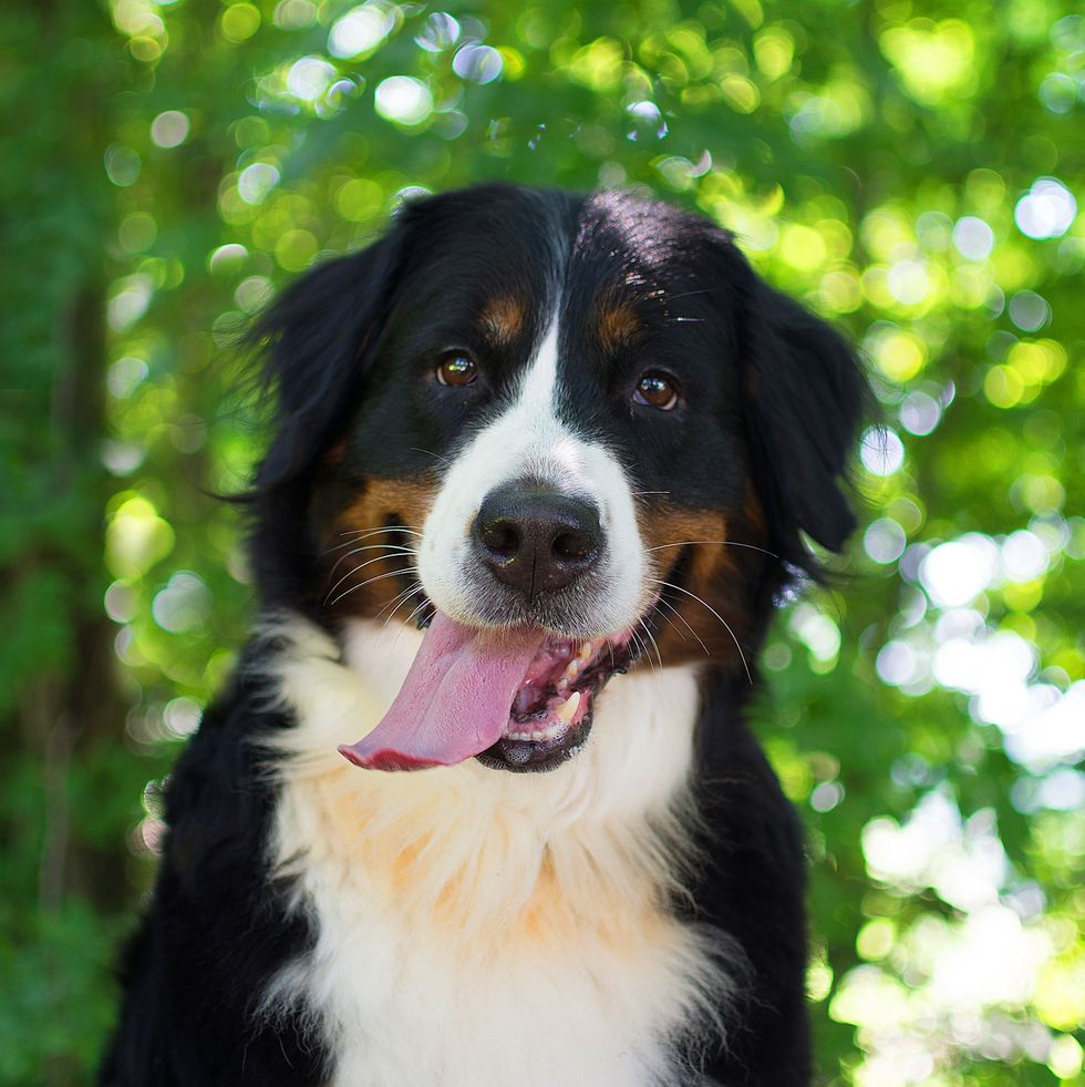 a bermese mountain dog smiling in front of green leaves