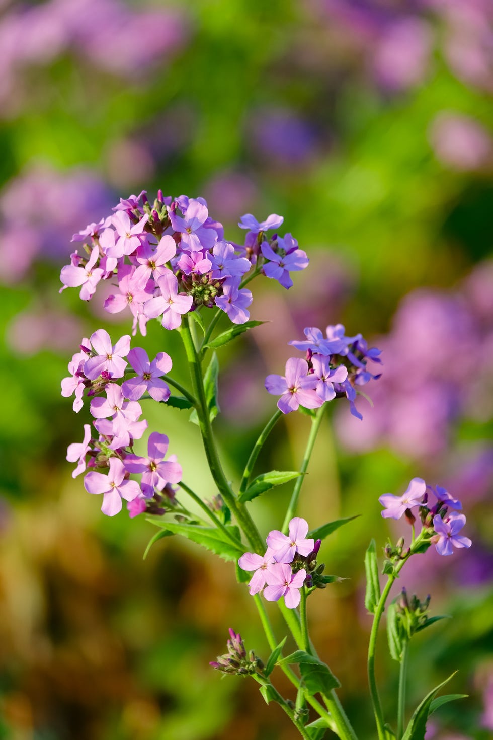 Lunaria