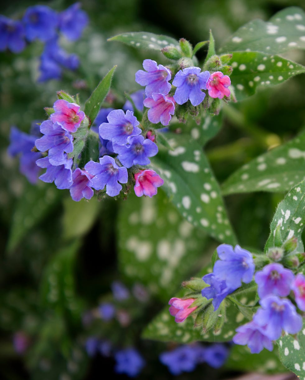 Lungwort