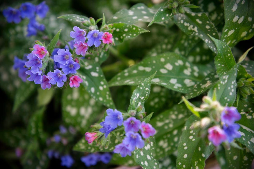 la pulmonaria es una planta de sombra con flores