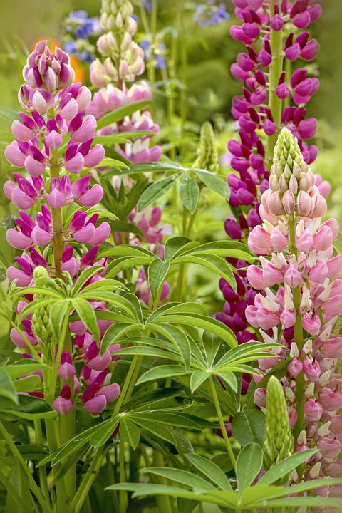 beautiful summer pink lupin flowers in an english cottage garden with soft sunshine