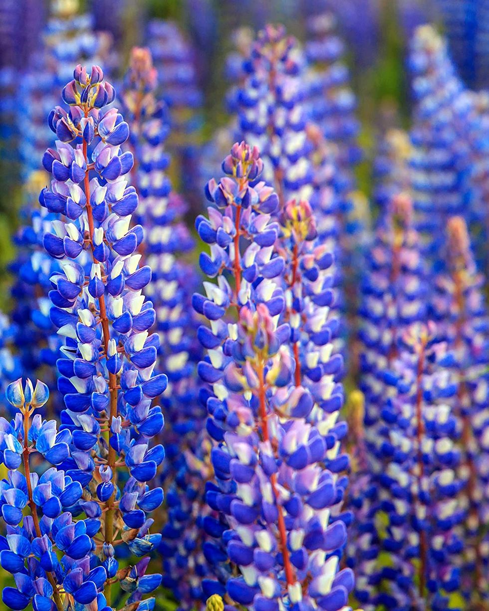 blue flowers lupine