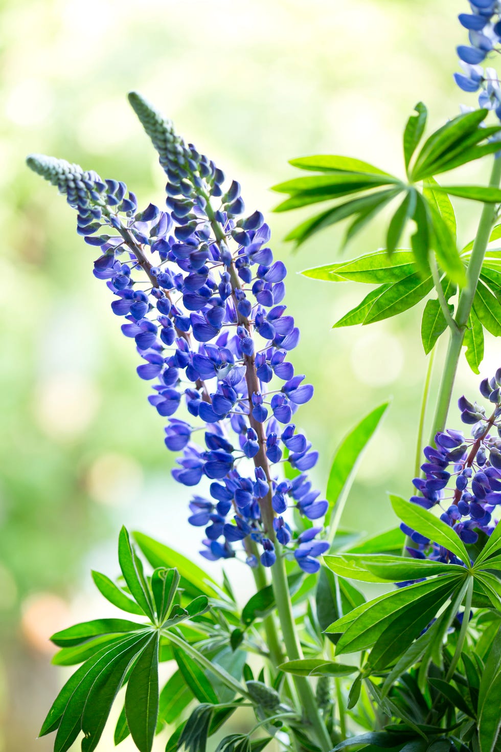 germany, largeleaved lupine, lupinus polyphyllus