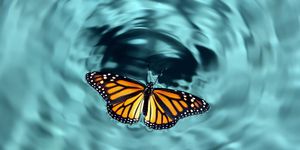 Butterfly in Water