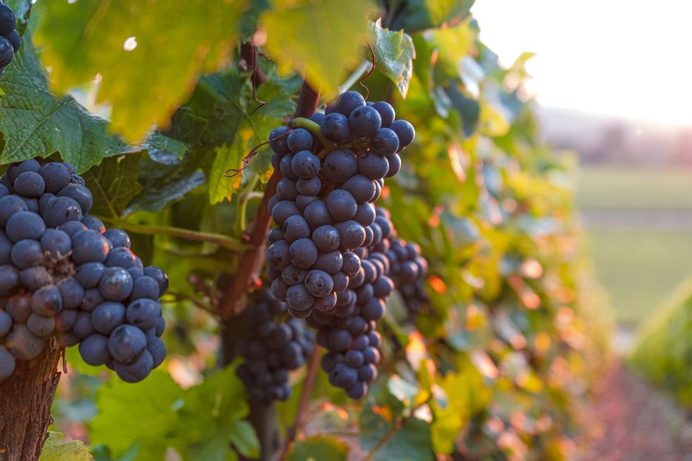 lush wine grapes clusters hanging on the champagne