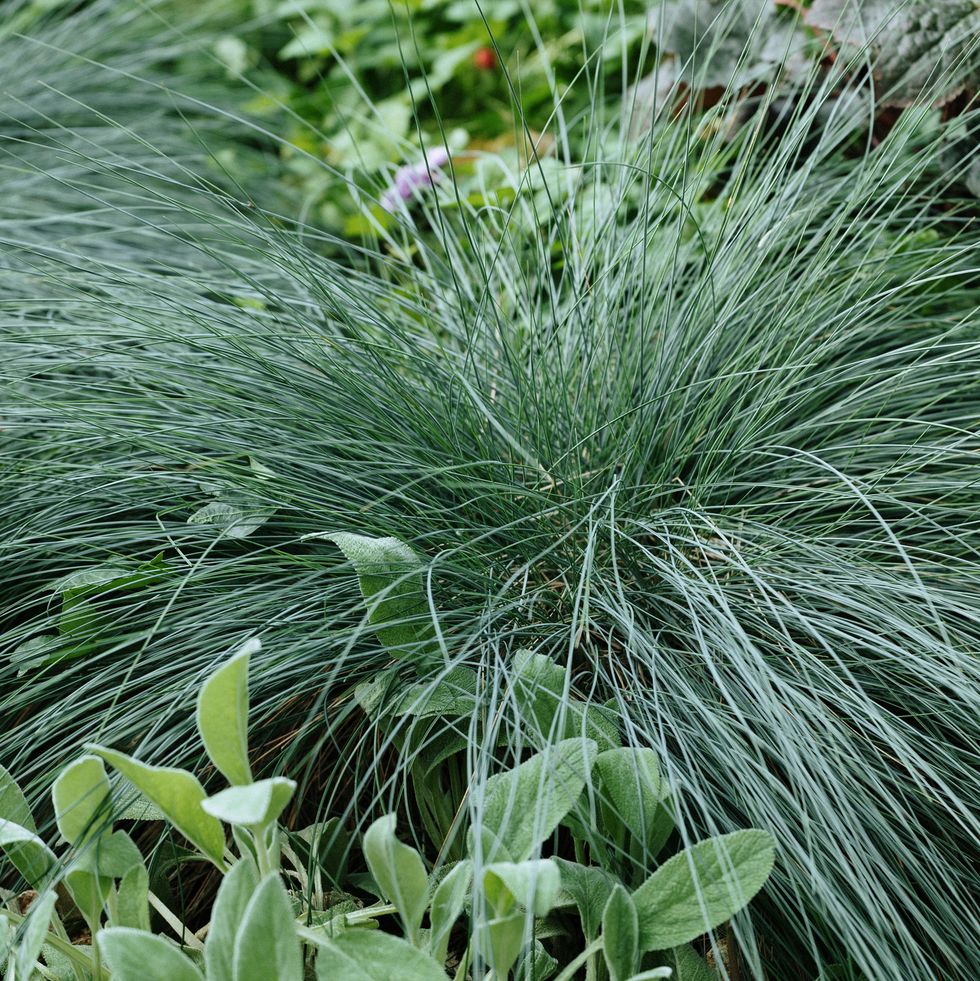 luxuriant festuca (fescue) with long and narrow leaves growing among greenery in botanical garden.