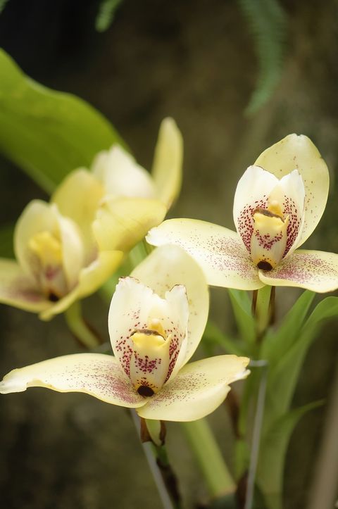 lycaste orchid duo