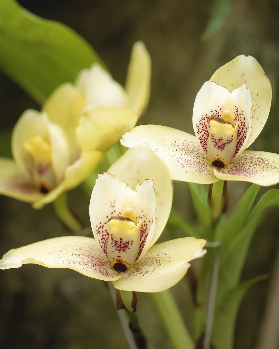 https://hips.hearstapps.com/hmg-prod/images/lycaste-orchid-types-1587740092.jpg?crop=1xw:0.9569994574064026xh;center,top&resize=980:*