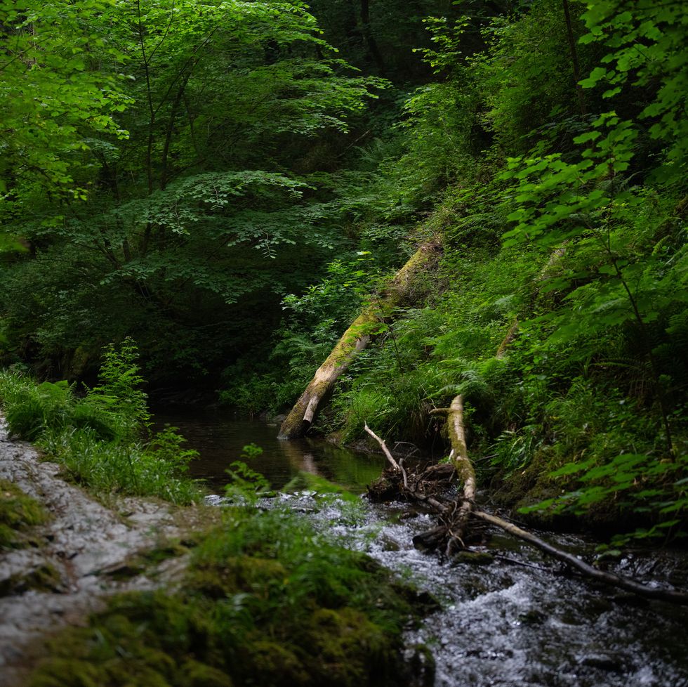 lydford, england june 13 ancient temperate rainforest grows around the river lyd in lydford gorge on june 13, 2023 in lydford, england once covering a large part of the western british isles, rainforests have largely been destroyed by deforestation and now cover less than 1 of the country, it is thought they are among the world's most endangered rainforests and are home to a unique biodiversity including extremely rare lichens, ferns and mosses as well as migrant birdlife such as the pied flycatcher and wood warbler many of the forests are made up of ancient oak trees which are hundreds, if not thousands, of years old and thrive in the humid, moisture rich environment along britain's west coast efforts are being made to preserve and regrow rainforests devon wildlife trust is bringing new rainforest to an area near totnes while environmental activist guy shrubsole created the website lost rainforests of britain to crowdsource locations of temperate rainforest across the uk so the information can help efforts to establish protected rainforest areas photo by carl courtgetty images