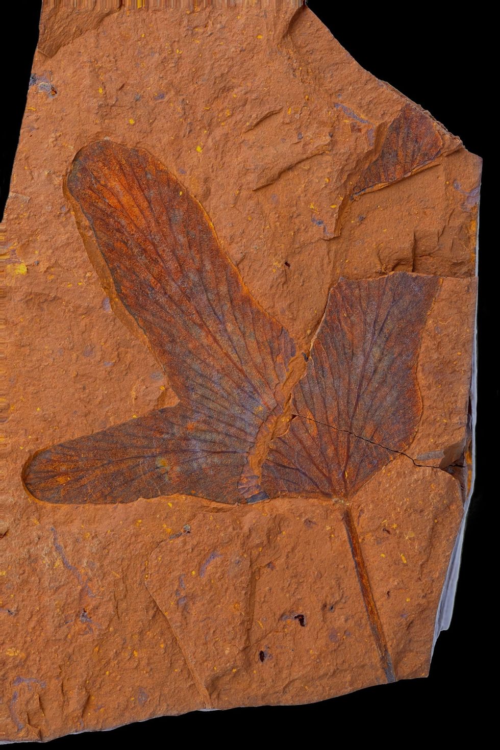 Dit fossiele onderdeel van een blad is waarschijnlijk afkomstig van een varen van het geslacht Lygodium Zelfs de tien micron kleine huidmondjes werden gefossiliseerd en zijn te zien onder een elektronenmicroscoop