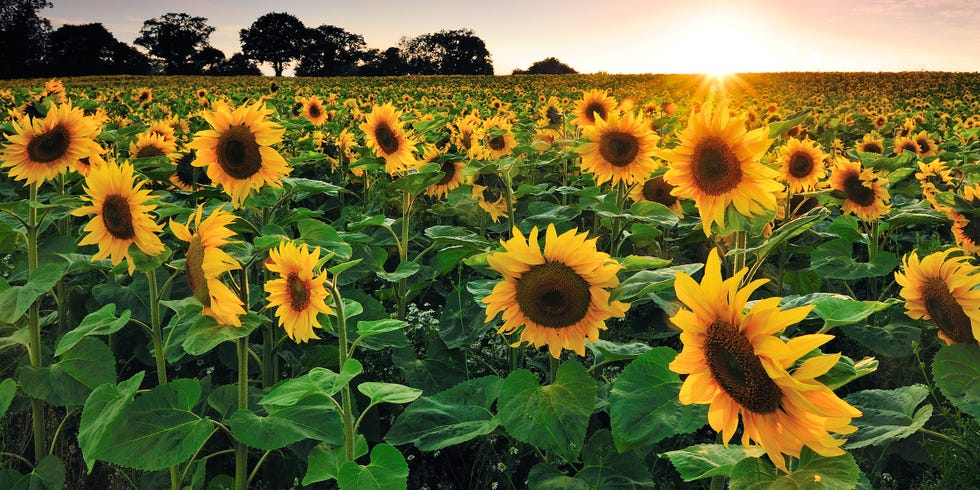 sunflower field near me lyndon leader 4h sunflower fields kansas