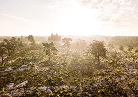 MaasduinenBos en heide in Nationaal Park de Maasduinen In het noorden van Limburg dicht tegen de Duitse grens aan geplakt ligt de langste rivierduinengordel van ons land Gevormd in duizenden jaren voornamelijk door wind en water in de tijd dat de Maas nog een zijtak was van de Rijn Hier vind je onder meer paraboolduinen in de vorm van een hoefijzer die tussen de 15 en 25 meter hoog zijn en daarnaast naald en loofbos n heide Die heide wordt begraasd door schapen geiten en runderen om te voorkomen dat planten zoals pijpenstrootje en bramenstruiken niet te weelderig groeien Verder nog aanwezig in het nationaal park de zeldzame zandhagedis de bever en in het voor en najaar de Europese kraanvogel