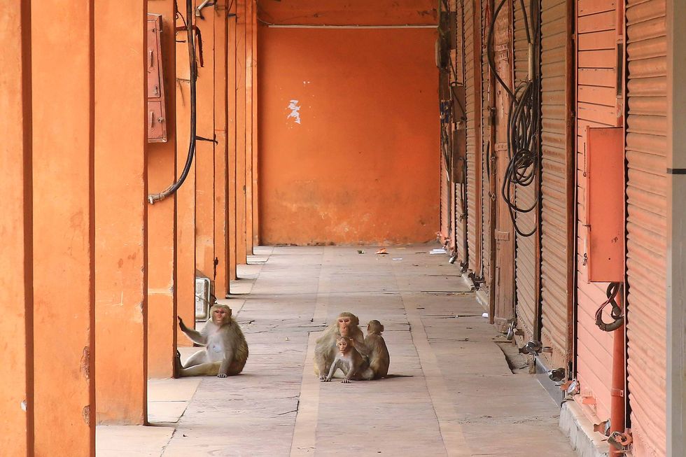 coronavirus lockdown in jaipur