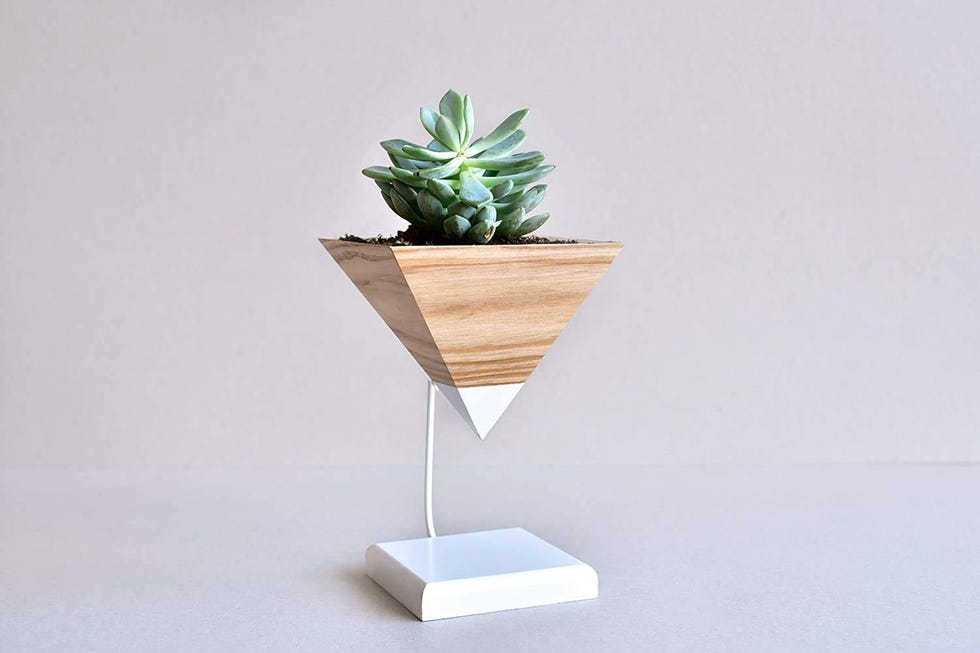 maceta con soporte para cactus