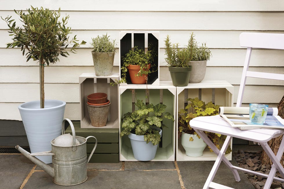 Jardinería: Cajas de fruta con plantas