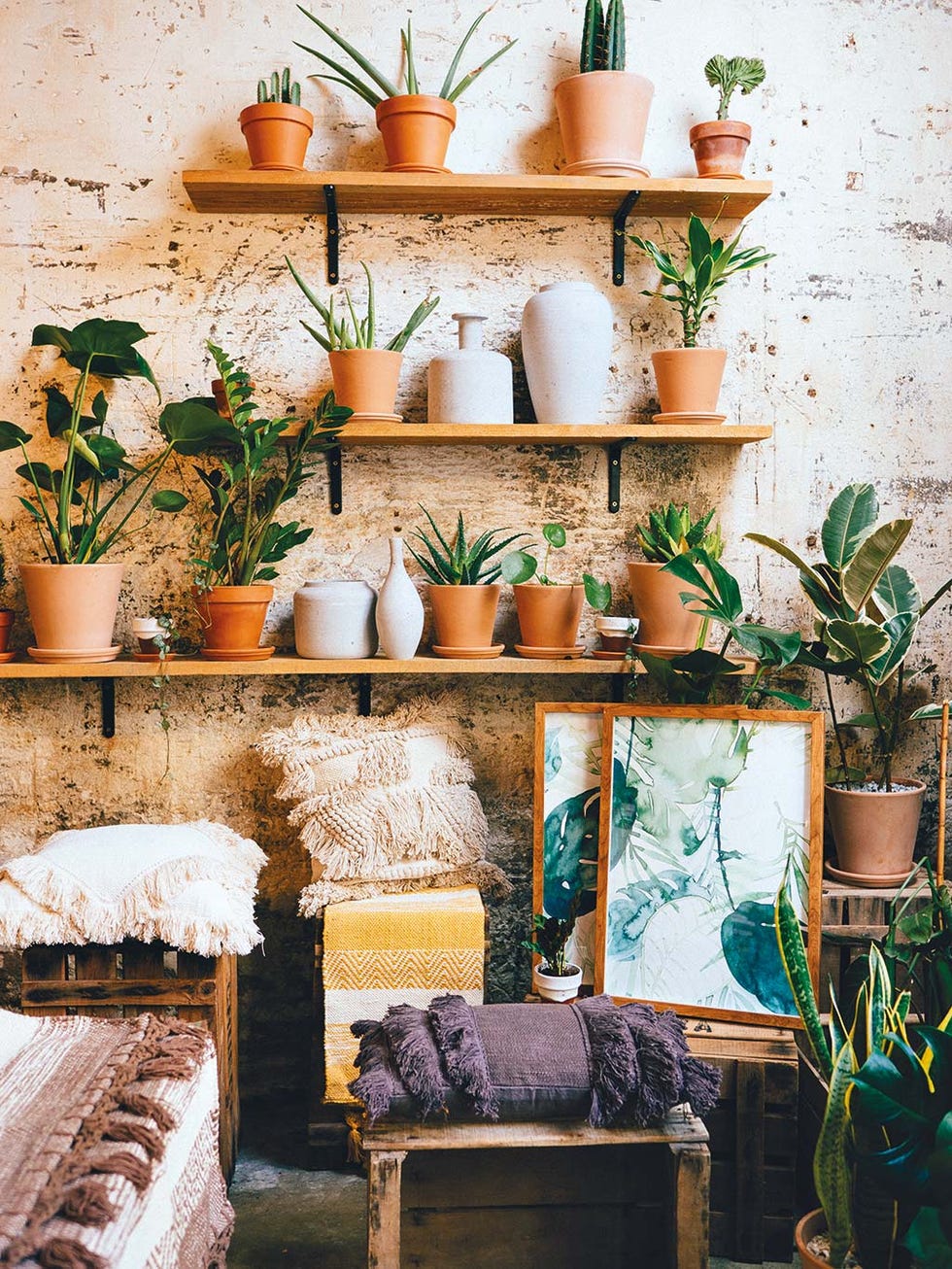 Plantas en macetas