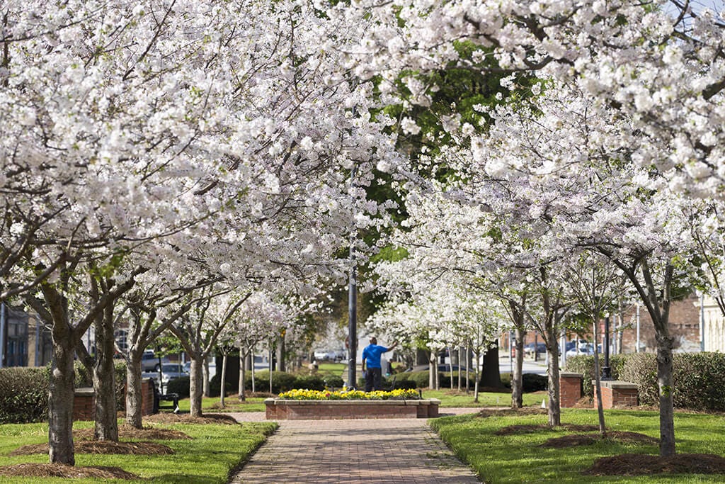 Best Cherry Blossom Festivals - Biggests Cherry Blossom Celebrations ...