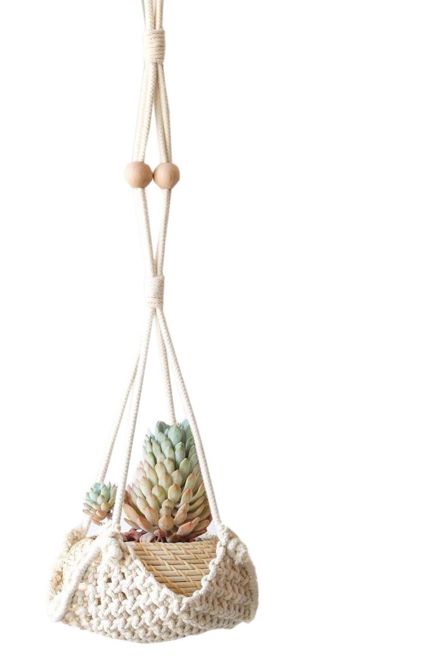 14 Creative Air Plant Display Ideas - Best Air Plants for Indoors