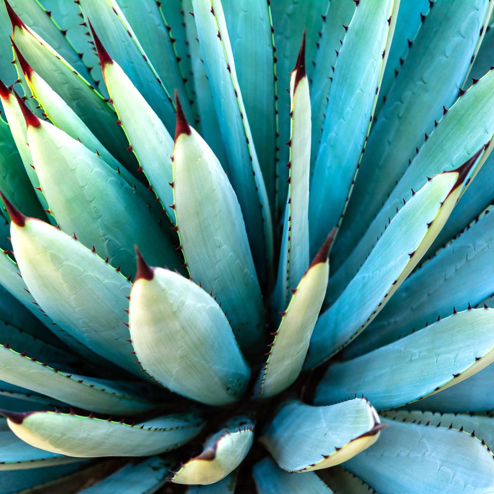 a macro closeup of a succulent plant from oaxaca de juarez, mexico