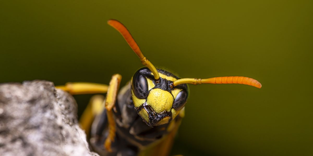 Quest Short: The smartest wasp