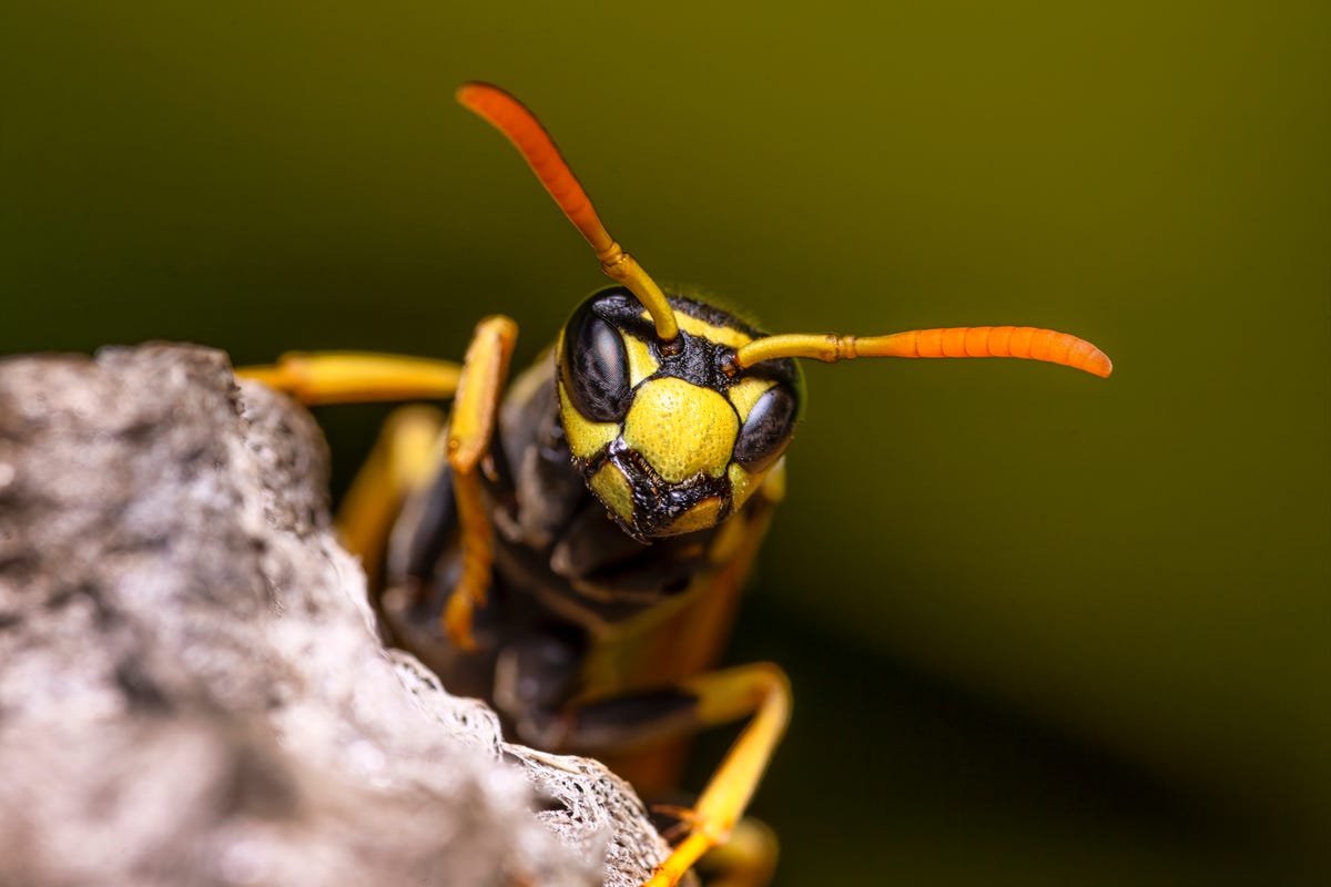 Quest Short: The smartest wasp