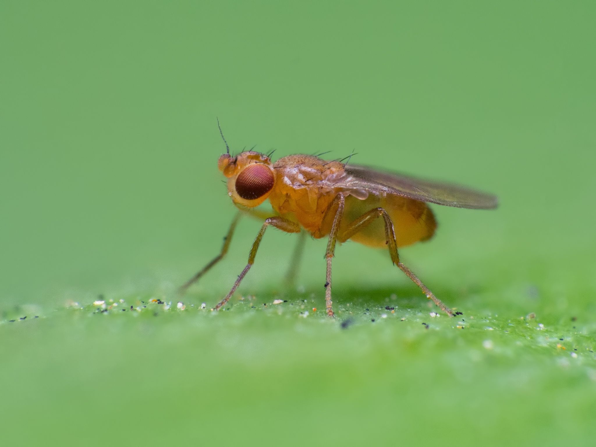 How to Kill Fruit Flies in Your Drain photo