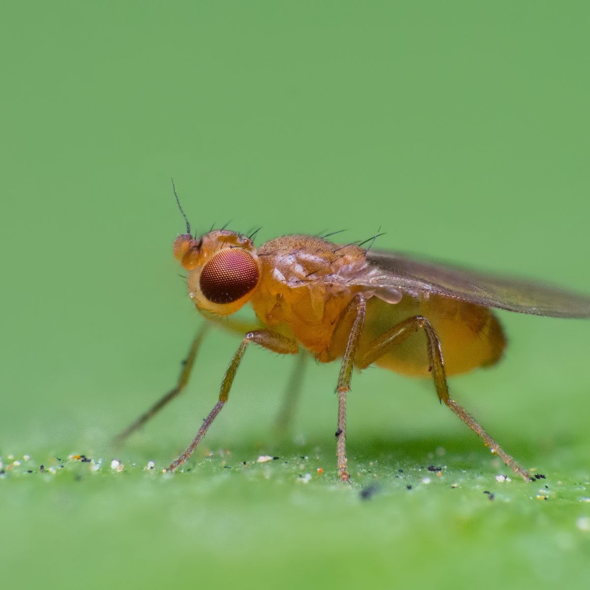 10 Best Traps That Actually Get Rid Of Fruit Flies