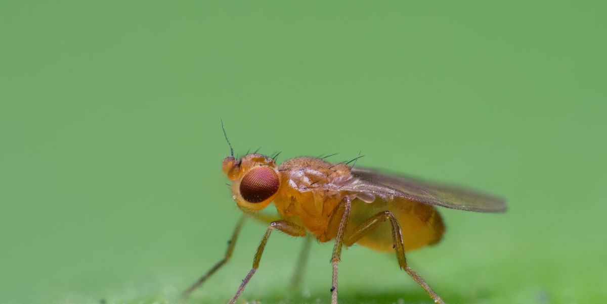 https://hips.hearstapps.com/hmg-prod/images/macro-of-a-drosophila-fruit-fly-royalty-free-image-1598887519.jpg?crop=1.00xw:0.669xh;0,0.179xh&resize=1200:*