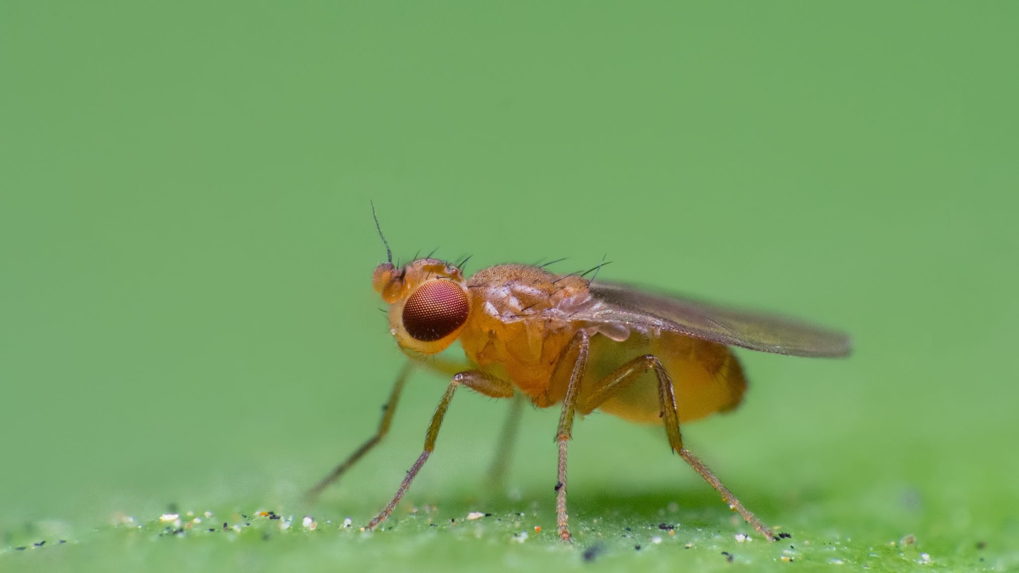11 Natural Ways to Get Rid of House Flies