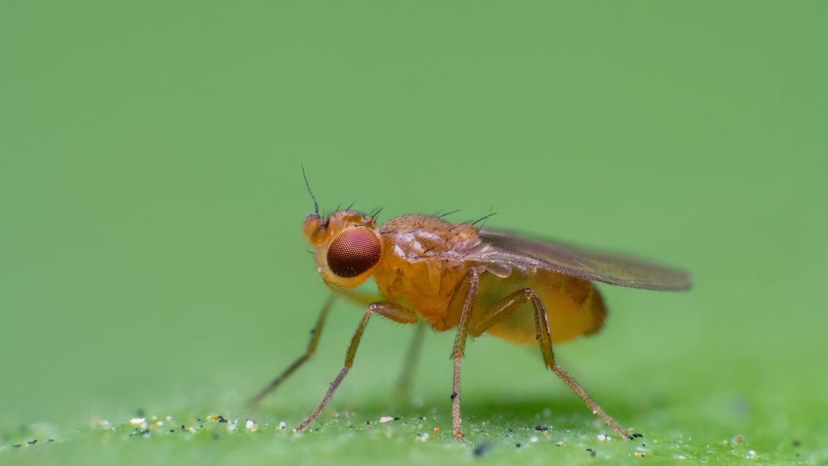 https://hips.hearstapps.com/hmg-prod/images/macro-of-a-drosophila-fruit-fly-royalty-free-image-1598887519.jpg?crop=1xw:0.75xh;center,top&resize=1200:*