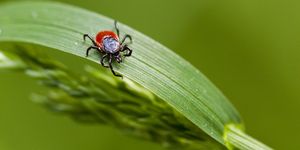 Macro of a tick on an herb