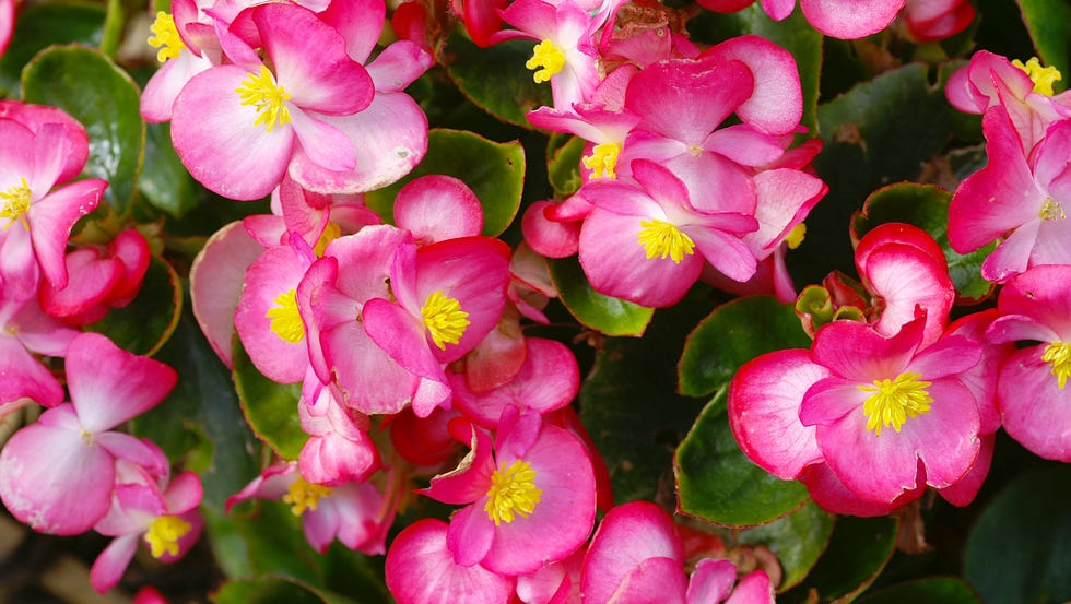 macro of an ice begonia