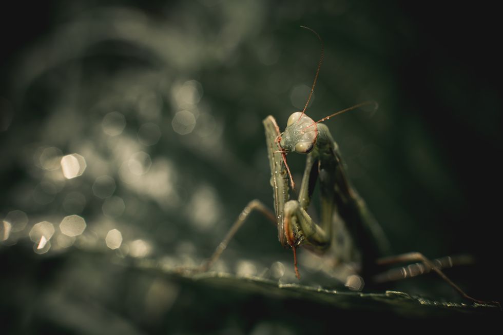 macro shot of a praying mantis