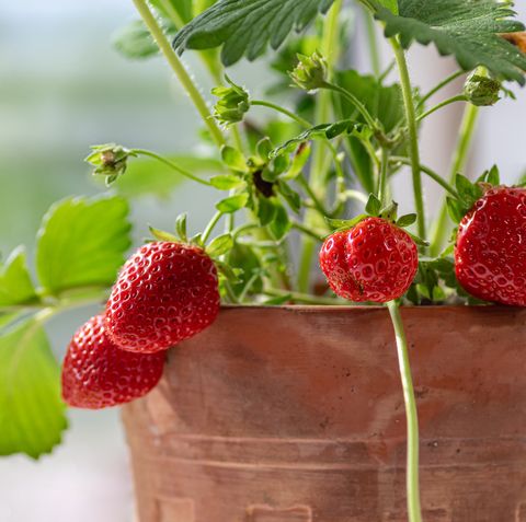 strawberries in a terracotta pot hanging off vines on the side