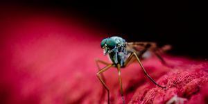 mosquitoes learn to avoid pesticides, macro shot of mosquito on red fabric