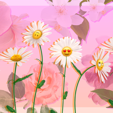 Flowering plant, Flower, Petal, Pink, Plant, Wildflower, Botany, Plant stem, Daisy, Floral design, 