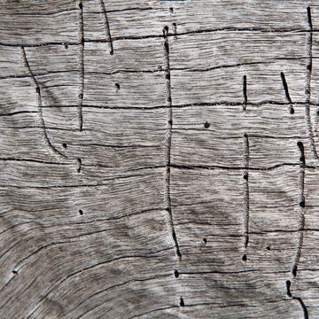 Madera con termitas madera con termitas
