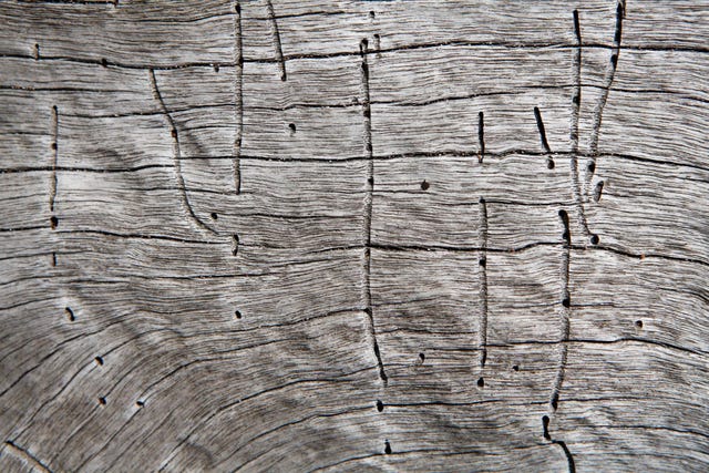 madera con termitas