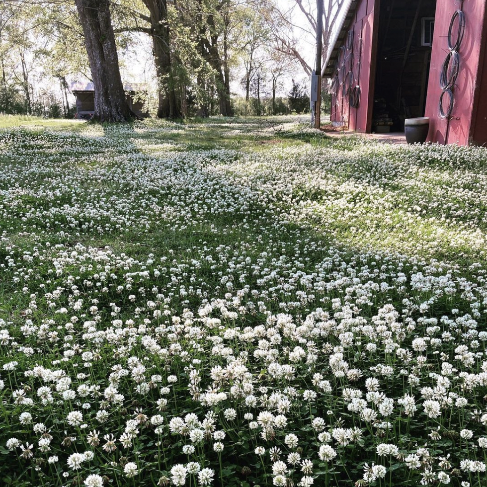 clover lawn in front of barn