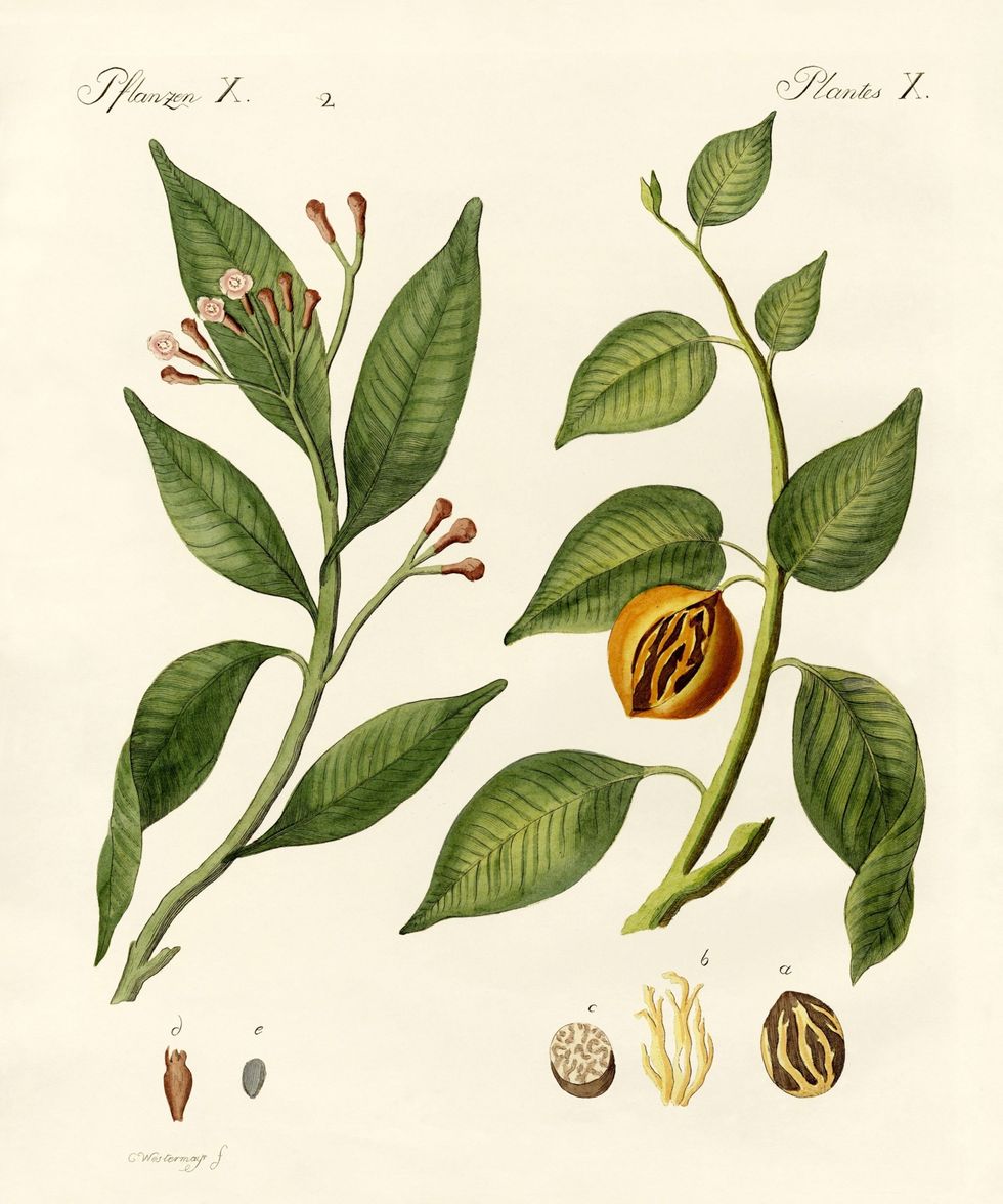 In de tijd van Magellan waren specerijen zoals kruidnagel nootmuskaat en foelie kostbare handelswaar in Europa De tropische bomen op de Molukken waren de enige bron