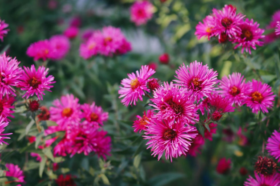 How to Care for New England Asters the Right Way