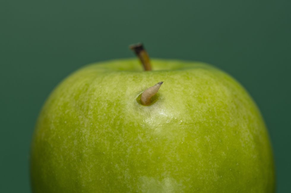 Maggot poking out of a green apple