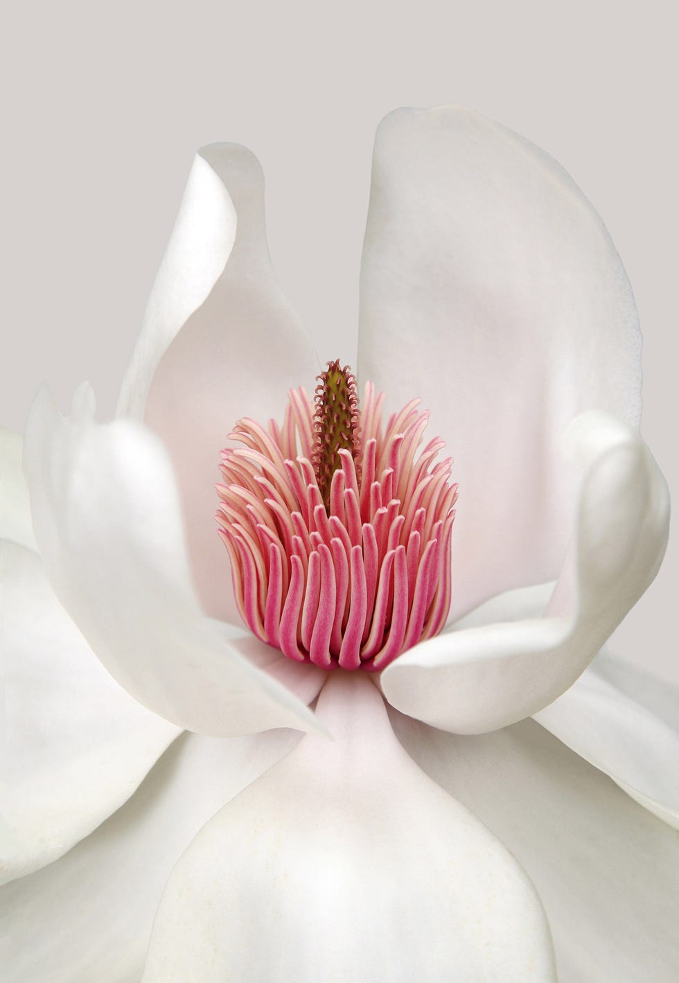 la magnolia es una de las flores blancas más bonitas para decorar tu casa